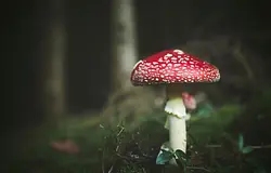 Hallucinogén gombák és a kereszténység eredete – egy vitatott elmélet nyomában