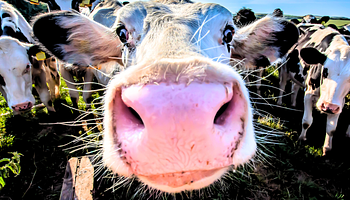 Ősi megélhetésformák átformálták az emberi orrot – malajziai kutatás mutat rá