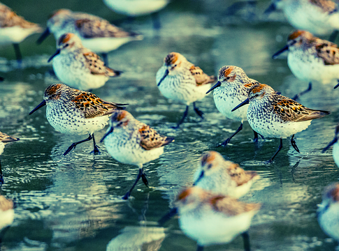 Az emberi szuperérzék, amiről eddig nem tudtunk