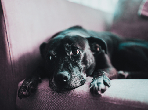 Miért tűnik a kutyád szomorúnak, amikor boldog vagy?