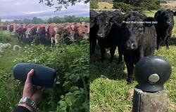 Zene a teheneknek? Egy TikTok-trend pánikot kelt egy német farmon