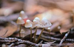 Csehország engedélyezi a pszilocibin orvosi alkalmazását 2026-tól