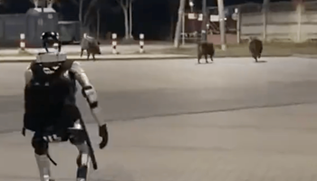 Vaddisznókat üldöző humanoid robot futott Varsóban – és pont olyan fura, mint hangzik