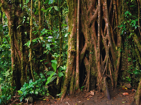 Felkerült a lombkoronába a közvécé: „Toilet Tree”-t találtak Costa Rica köderdőiben