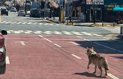 Miért vették őrizetbe a „farkasos AI-fotó” készítőjét Dél-Koreában