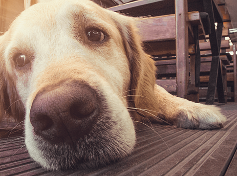 Kutyád fájhat, észre sem veszed – erre figyelj a viselkedésében