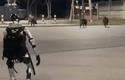 Vaddisznókat üldöző humanoid robot futott Varsóban – és pont olyan fura, mint hangzik