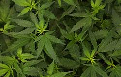 Ősi enzimek árulják el, hogyan tanult meg a kannabisz kannabinoidokat gyártani