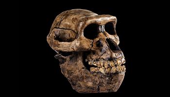Új kutatás: a neandervölgyi babák méhen belüli fejlődése meglepően „emberi”