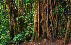 Felkerült a lombkoronába a közvécé: „Toilet Tree”-t találtak Costa Rica köderdőiben