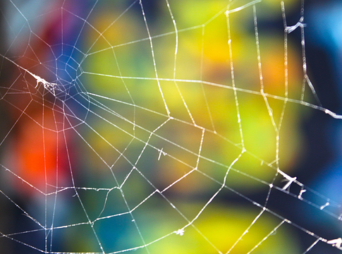 Kolumbiában falon lakó pókot neveztek el Pink Floydról