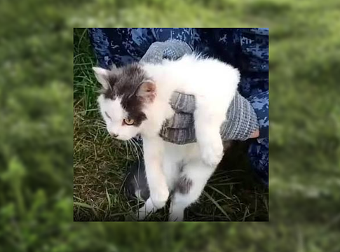 Droggal felszerelt macskát fogtak el egy orosz börtön közelében