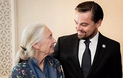 Elhunyt Dr. Jane Goodall: a világ búcsúzik a primatológus legendától