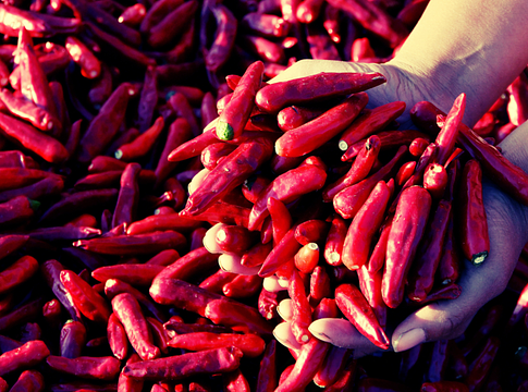 „Ingyen paprika” – álhír okozott káoszt Kína falvaiban