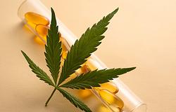 Új kannabisz alapú gyógyszer hozhat áttörést a krónikus hátfájás kezelésében
