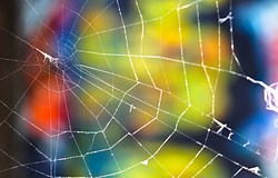 Kolumbiában falon lakó pókot neveztek el Pink Floydról