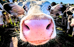 Ősi megélhetésformák átformálták az emberi orrot – malajziai kutatás mutat rá