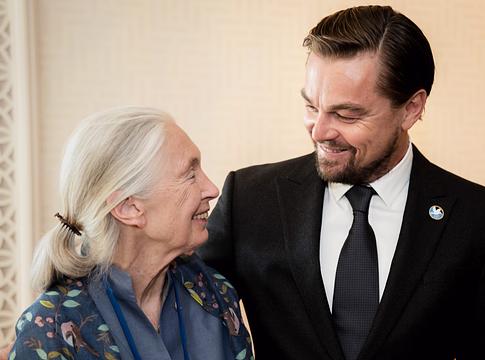 Elhunyt Dr. Jane Goodall: a világ búcsúzik a primatológus legendától