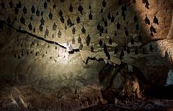 Kutatók könyörögnek: senki ne menjen be a Marburg-vírussal teli ugandai denevérbarlangba