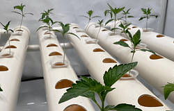 Bajorország leállította az első kannabisz klub működését