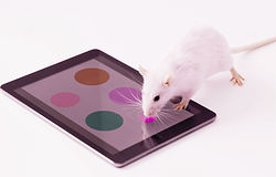 Visszafordíthatóvá vált az Alzheimer-kór egerekben egy új vegyület segítségével