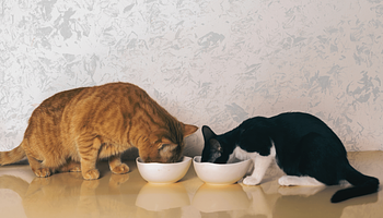 Nem válogat: a macskaorra miatt marad a tálban a kaja