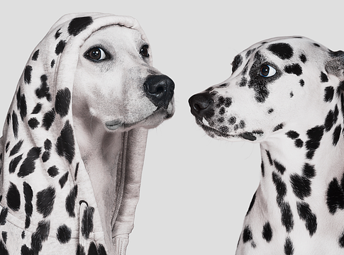 Klónozott kedvencek: amikor a gyász találkozik a biotechnológiával