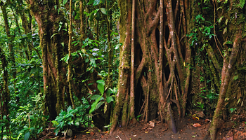 Felkerült a lombkoronába a közvécé: „Toilet Tree”-t találtak Costa Rica köderdőiben