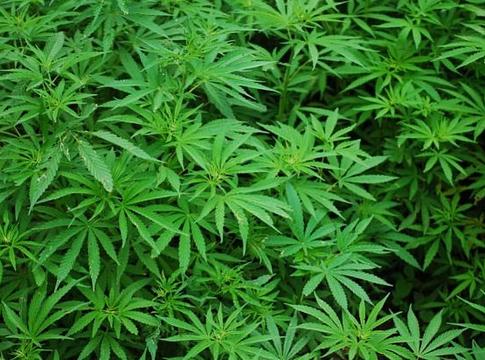 Egykori aberdeeni klubból kannabiszültetvény lett, három férfi börtönt kapott