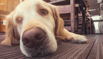 Kutyád fájhat, észre sem veszed – erre figyelj a viselkedésében