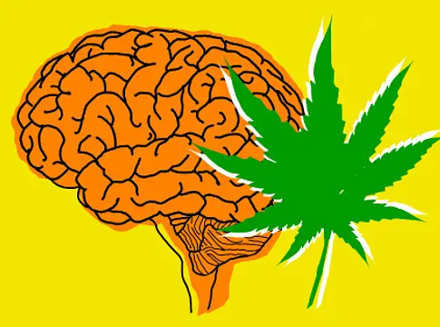 Fiatalon tartja az agyat a kannabisz? Új kutatás vizsgálja a kérdést