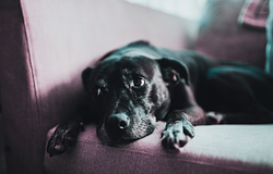 Miért tűnik a kutyád szomorúnak, amikor boldog vagy?