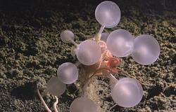 A mély-tengeri húsevő szivacs rejtélye