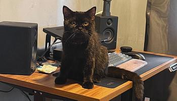 Cat Litter Box: ingyenes plugin rendezi a kaotikus mintatárat