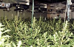 Egy áramszünet leplezett le egy komplett kannabiszüzemet Németországban