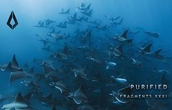 Purified Records bemutatja: Fragments XXXI