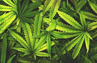 Tanulmány: a tinédzserkori kannabiszhasználat növelheti a súlyos mentális zavarok kockázatát