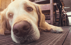 Kutyád fájhat, észre sem veszed – erre figyelj a viselkedésében