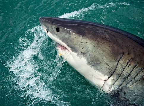 Kokain és gyógyszermaradványok a tengerben: cápáknál is kimutatták